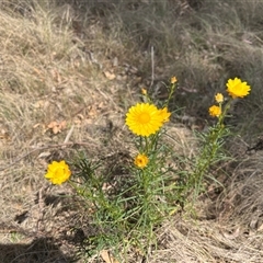 Xerochrysum viscosum at Bonython, ACT - 3 Nov 2024 11:35 AM