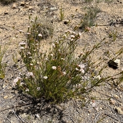 Calytrix tetragona (Common Fringe-myrtle) at Bonython, ACT - 3 Nov 2024 by GG