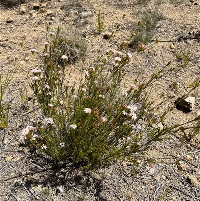 Calytrix tetragona (Common Fringe-myrtle) at Bonython, ACT - 3 Nov 2024 by GG