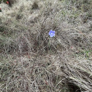 Linum marginale at Bonython, ACT - 3 Nov 2024 12:13 PM