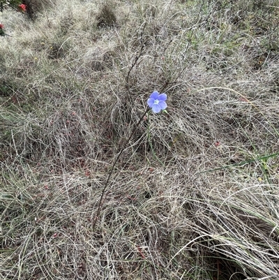 Linum marginale (Native Flax) at Bonython, ACT - 3 Nov 2024 by GG