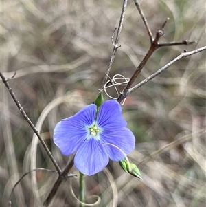 Linum marginale at Bonython, ACT - 3 Nov 2024 12:13 PM