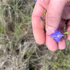 Linum marginale at Bonython, ACT - 3 Nov 2024 12:13 PM