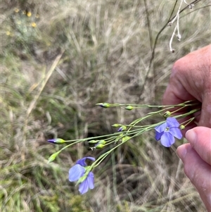 Linum marginale at Bonython, ACT - 3 Nov 2024 12:13 PM