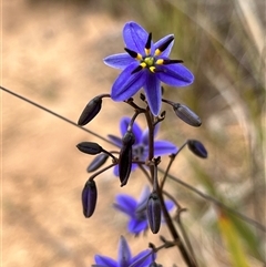 Dianella revoluta (Black-Anther Flax Lily) at Bonython, ACT - 3 Nov 2024 by GG