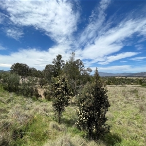 Callistemon pallidus at Bonython, ACT - 3 Nov 2024