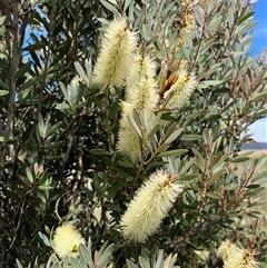 Callistemon pallidus at Bonython, ACT - 3 Nov 2024