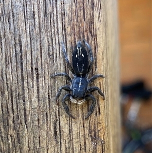 Ocrisiona sp. (genus) at Fisher, ACT - 3 Nov 2024 02:21 PM