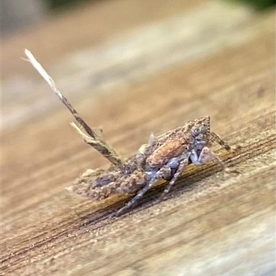 Fulgoroidea (superfamily) (Unidentified fulgoroid planthopper) at Fisher, ACT - 26 Oct 2024 by Vera