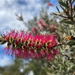 Callistemon sp. (A Bottlebrush) at Bonython, ACT - 3 Nov 2024 by GG