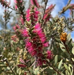 Callistemon sp. at Bonython, ACT - 3 Nov 2024 11:28 AM