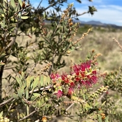 Callistemon sp. at Bonython, ACT - 3 Nov 2024 11:28 AM