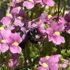 Apiformes (informal group) (Unidentified bee) at Murrumbateman, NSW - 3 Nov 2024 by amiessmacro