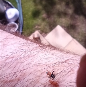 Maratus pavonis at Belconnen, ACT - 3 Nov 2024