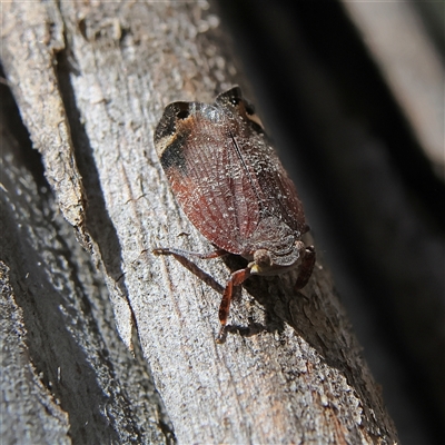 Platybrachys decemmacula (Green-faced gum hopper) at Higgins, ACT - 2 Nov 2024 by MichaelWenke