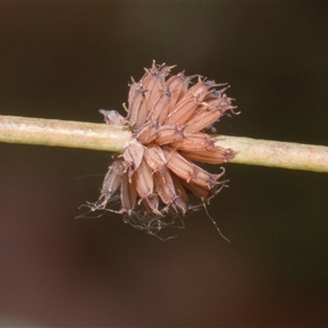 Paropsis atomaria at Nicholls, ACT - 1 Nov 2024