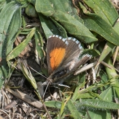 Lucia limbaria (Chequered Copper) at Weetangera, ACT - 25 Oct 2024 by AlisonMilton