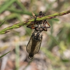 Dolopus rubrithorax (Large Brown Robber Fly) at Weetangera, ACT - 26 Oct 2024 by AlisonMilton