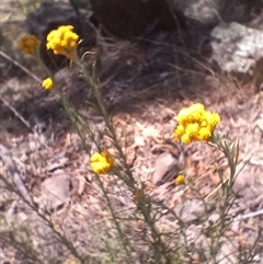 Chrysocephalum semipapposum (Clustered Everlasting) at Cooma, NSW - 3 Nov 2024 by mahargiani