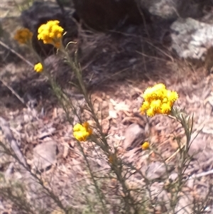 Chrysocephalum semipapposum at Cooma, NSW - 3 Nov 2024