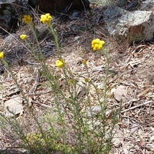 Chrysocephalum semipapposum at Cooma, NSW - 3 Nov 2024