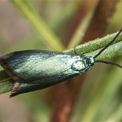 Pollanisus (genus) (A Forester Moth) at Whitlam, ACT - 26 Oct 2024 by AlisonMilton