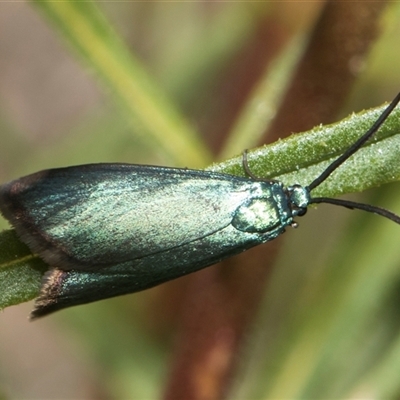 Pollanisus (genus) (A Forester Moth) at Whitlam, ACT - 26 Oct 2024 by AlisonMilton