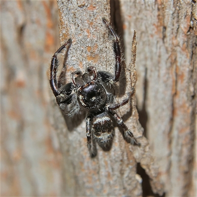 Sandalodes superbus (Ludicra Jumping Spider) at Higgins, ACT - 2 Nov 2024 by MichaelWenke