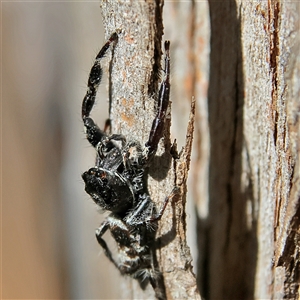 Sandalodes superbus at Higgins, ACT - 2 Nov 2024 02:38 PM