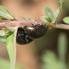 Chrysolina quadrigemina (Greater St Johns Wort beetle) at Whitlam, ACT - 26 Oct 2024 by AlisonMilton