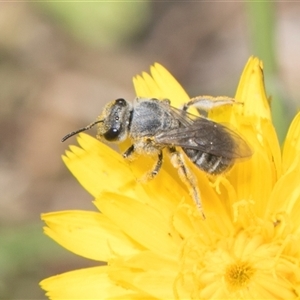 Lasioglossum (Chilalictus) sp. (genus & subgenus) at Whitlam, ACT - 26 Oct 2024