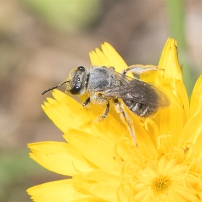 Lasioglossum (Chilalictus) sp. (genus & subgenus) (Halictid bee) at Whitlam, ACT - 26 Oct 2024 by AlisonMilton