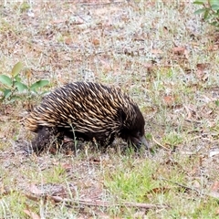 Tachyglossus aculeatus (Short-beaked Echidna) at Penrose, NSW - 2 Nov 2024 by Aussiegall