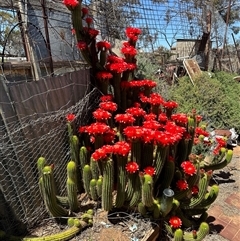 Unverified Cactus / Succulent by Faroutsprout2024