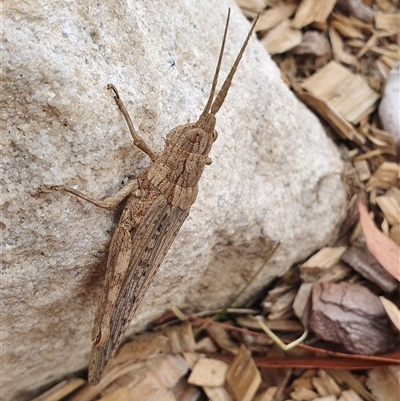 Coryphistes ruricola (Bark-mimicking Grasshopper) at Penrose, NSW - 2 Nov 2024 by Aussiegall