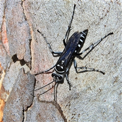 Turneromyia sp. (genus) (Zebra spider wasp) at Higgins, ACT - 2 Nov 2024 by MichaelWenke