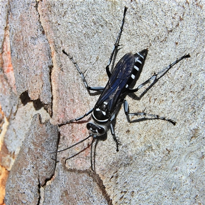 Turneromyia sp. (genus) (Zebra spider wasp) at Higgins, ACT - 2 Nov 2024 by MichaelWenke