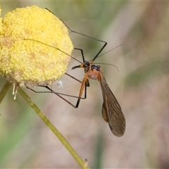 Harpobittacus (genus) (Hangingfly) at Whitlam, ACT - 26 Oct 2024 by AlisonMilton