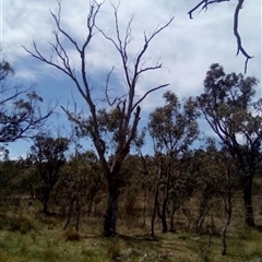 Callocephalon fimbriatum (Gang-gang Cockatoo) at O'Malley, ACT - 3 Nov 2024 by MichaelMulvaney