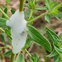 Aphrophorinae (subfamily) (Unidentified spittlebug) at O'Malley, ACT - 2 Nov 2024 by Mike