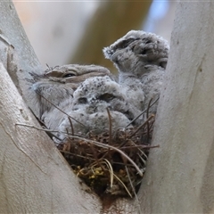 Podargus strigoides (Tawny Frogmouth) at Acton, ACT - 3 Nov 2024 by TimL