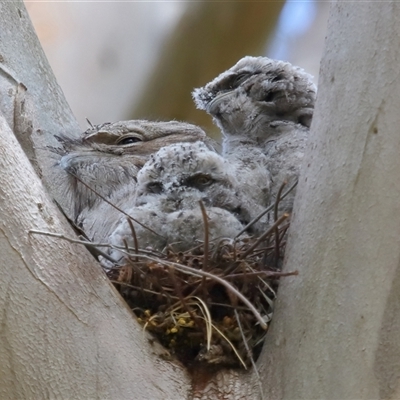 Podargus strigoides (Tawny Frogmouth) at Acton, ACT - 3 Nov 2024 by TimL