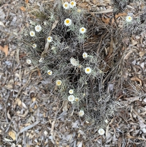 Leucochrysum albicans subsp. tricolor at Garran, ACT - suppressed