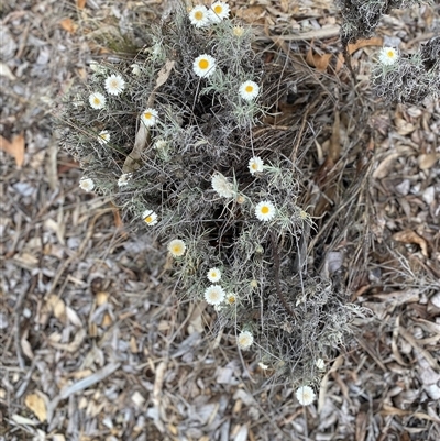 Leucochrysum albicans subsp. tricolor (Hoary Sunray) at Garran, ACT - 1 Nov 2024 by ruthkerruish