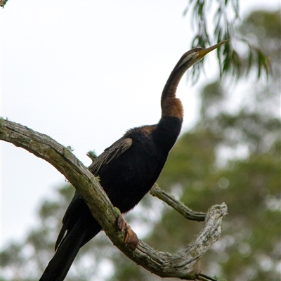 Anhinga novaehollandiae (Australasian Darter) at Berrima, NSW - 23 Oct 2024 by Aussiegall