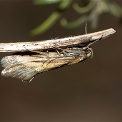 Philobota undescribed species near arabella (A concealer moth) at Whitlam, ACT - 26 Oct 2024 by AlisonMilton