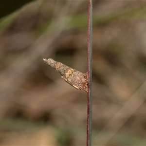 Conoeca or Lepidoscia (genera) IMMATURE at Whitlam, ACT - 26 Oct 2024