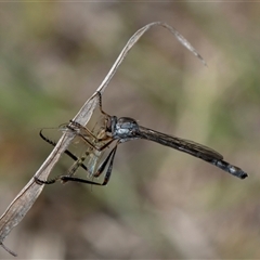 Leptogaster sp. (genus) (Robber fly) at Whitlam, ACT - 26 Oct 2024 by AlisonMilton