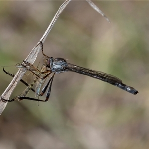 Leptogaster sp. (genus) at Whitlam, ACT - 26 Oct 2024