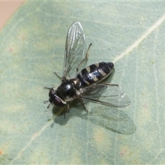 Melangyna collatus (Hover fly) at Hawker, ACT - 25 Oct 2024 by AlisonMilton